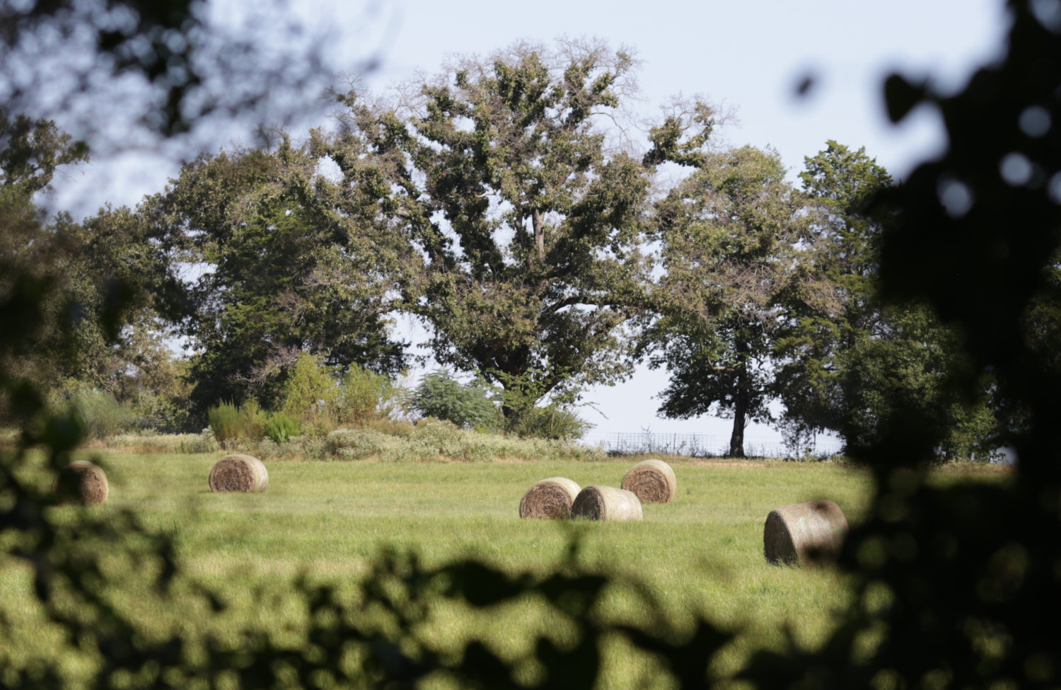 A hayfield viewed from a break in the cedars along a fence row.